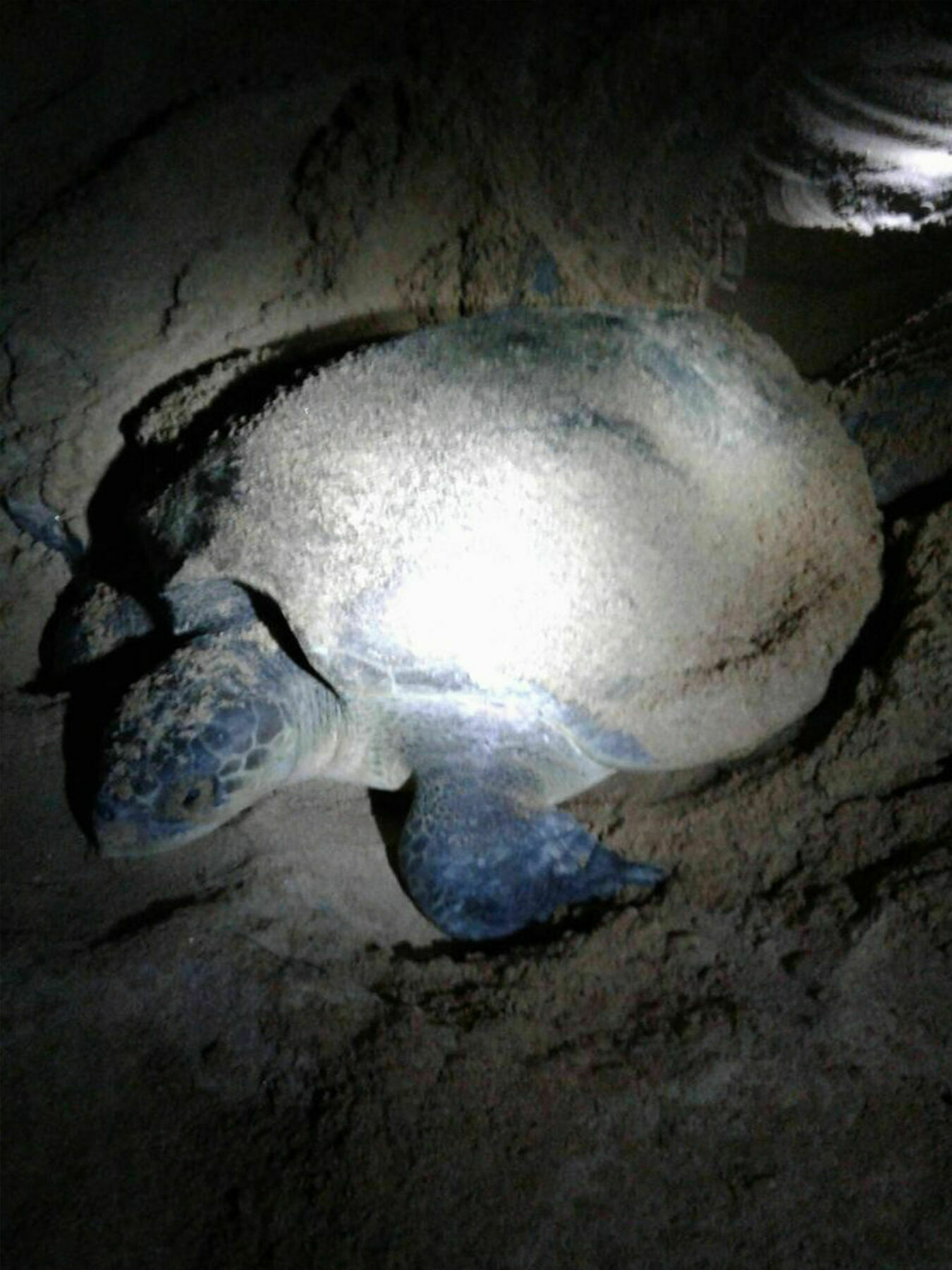 Green Turtle Villa Bentota Buitenkant foto