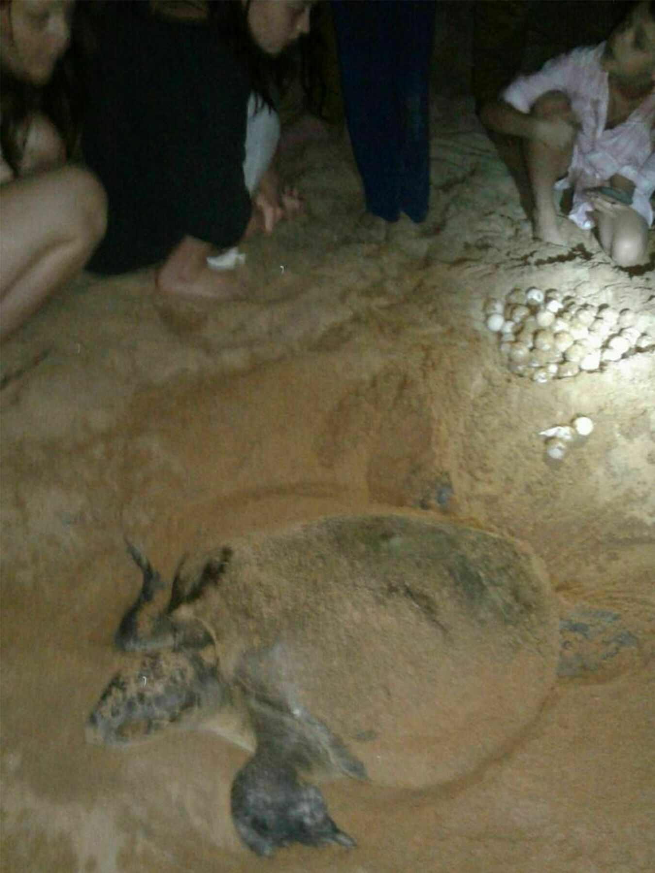 Green Turtle Villa Bentota Buitenkant foto
